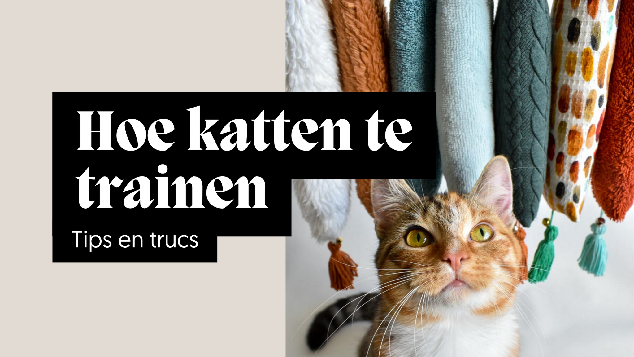 Hoe katten te trainen: tips en trucs