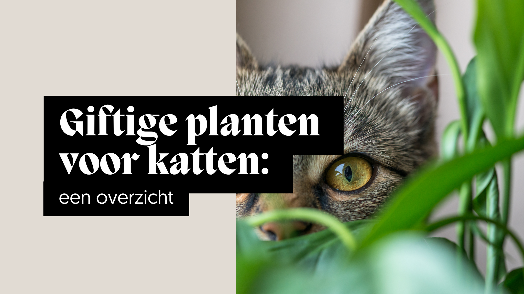 Giftige planten voor katten: een overzicht