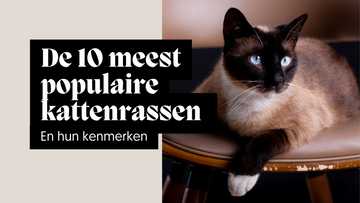 De 10 meest populaire kattenrassen en hun kenmerken
