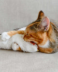 Kickertoy – Teddy wit -  Kattenspeelgoed - kattenkruid, kickertoy - Door Maudje & Co